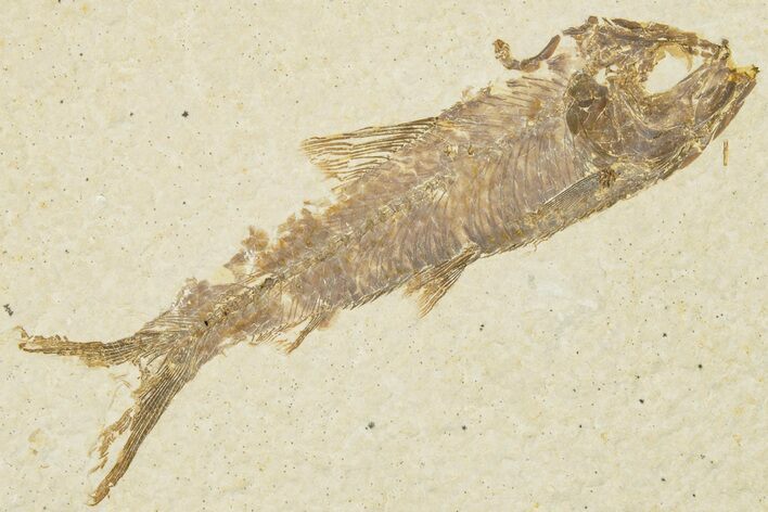 3.1" Detailed Fossil Fish (Knightia) - Wyoming